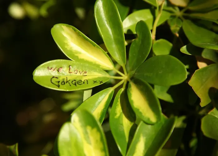 Gokcen Ölüdeniz