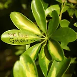 Gokcen 厄吕代尼兹