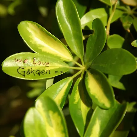 Gokcen 올루데니스